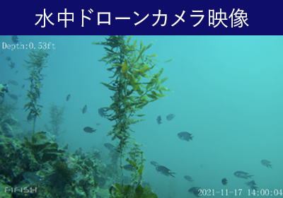 水中ドローンカメラ映像