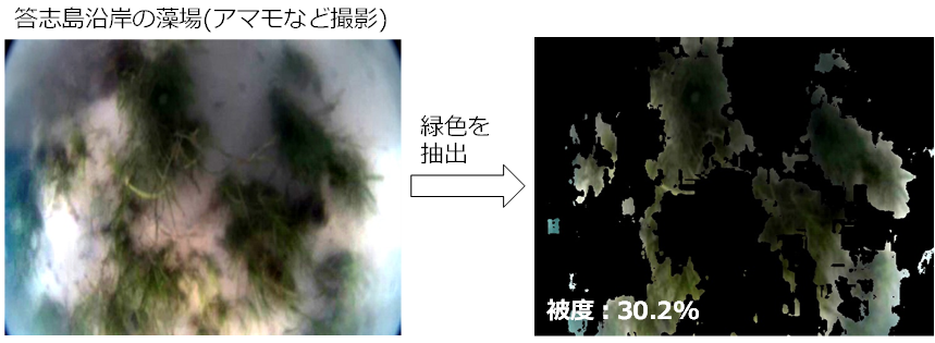 被度の算出例 (答志島沿岸の藻場)